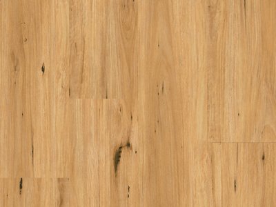 Ornato Hybrid Coastal Blackbutt